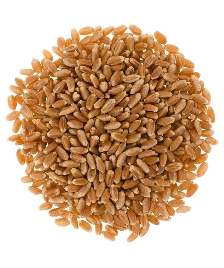 Wheat|Korong