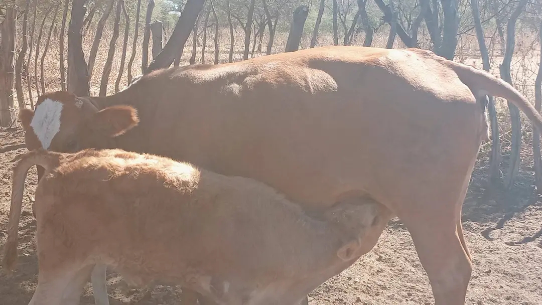 Cattle