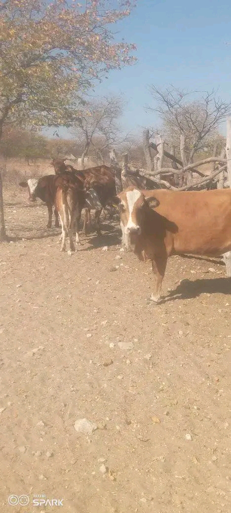 Cattle