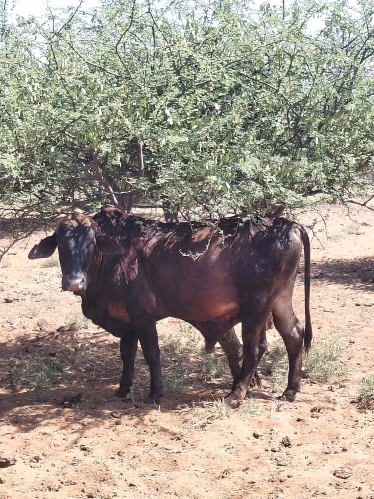 Cattle