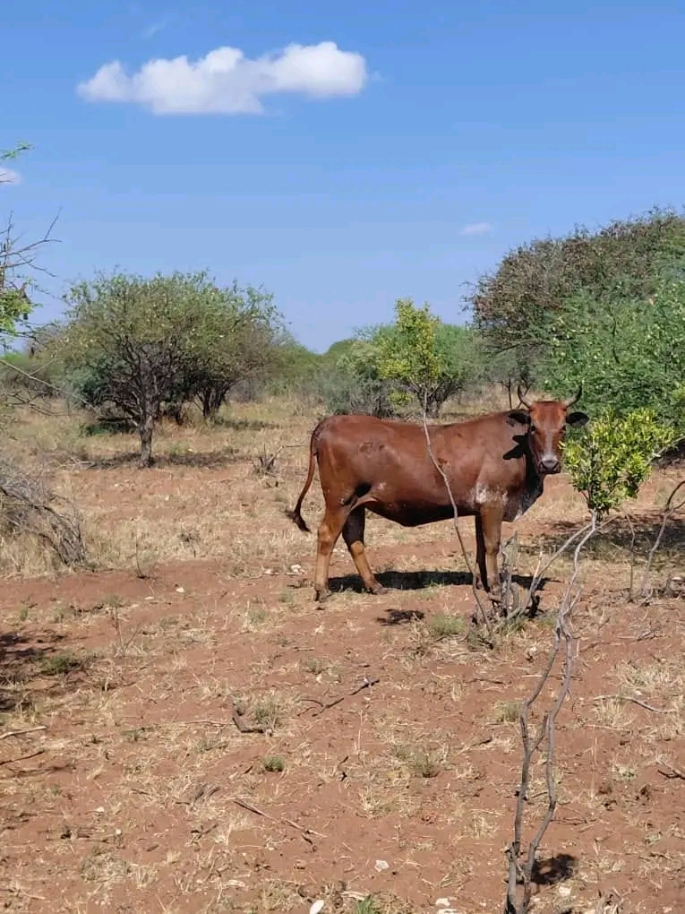Cattle