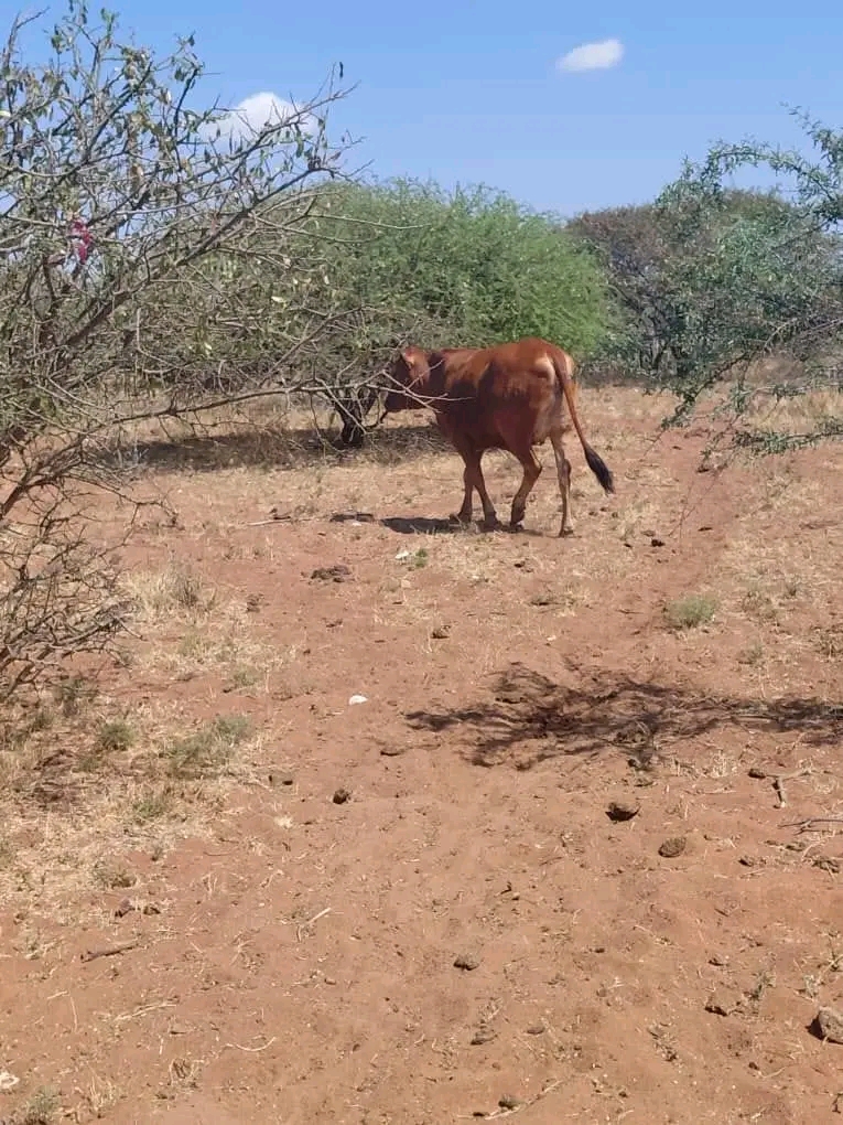 Cattle