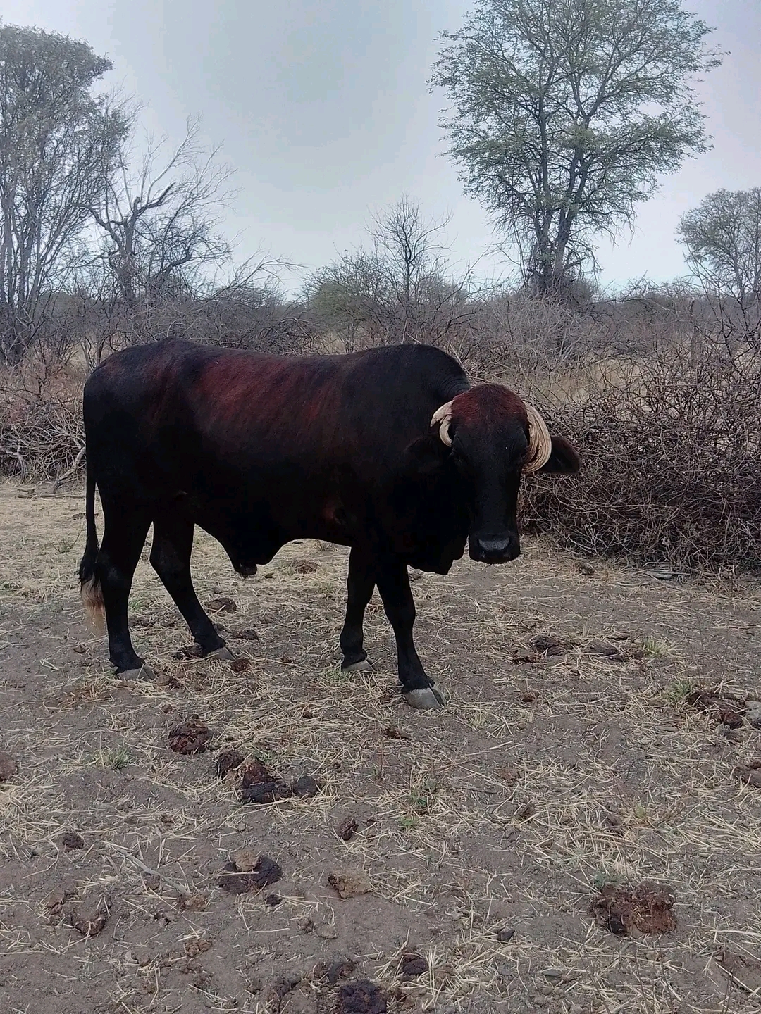 Cattle