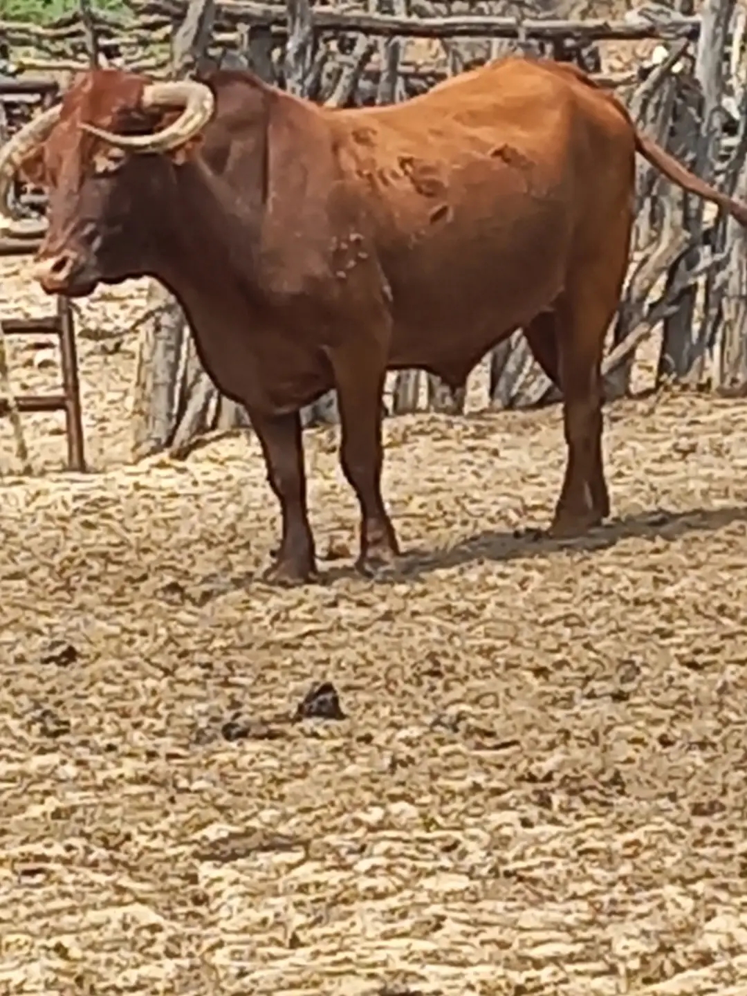 Cattle