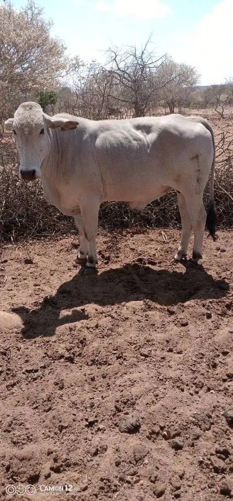 Cattle
