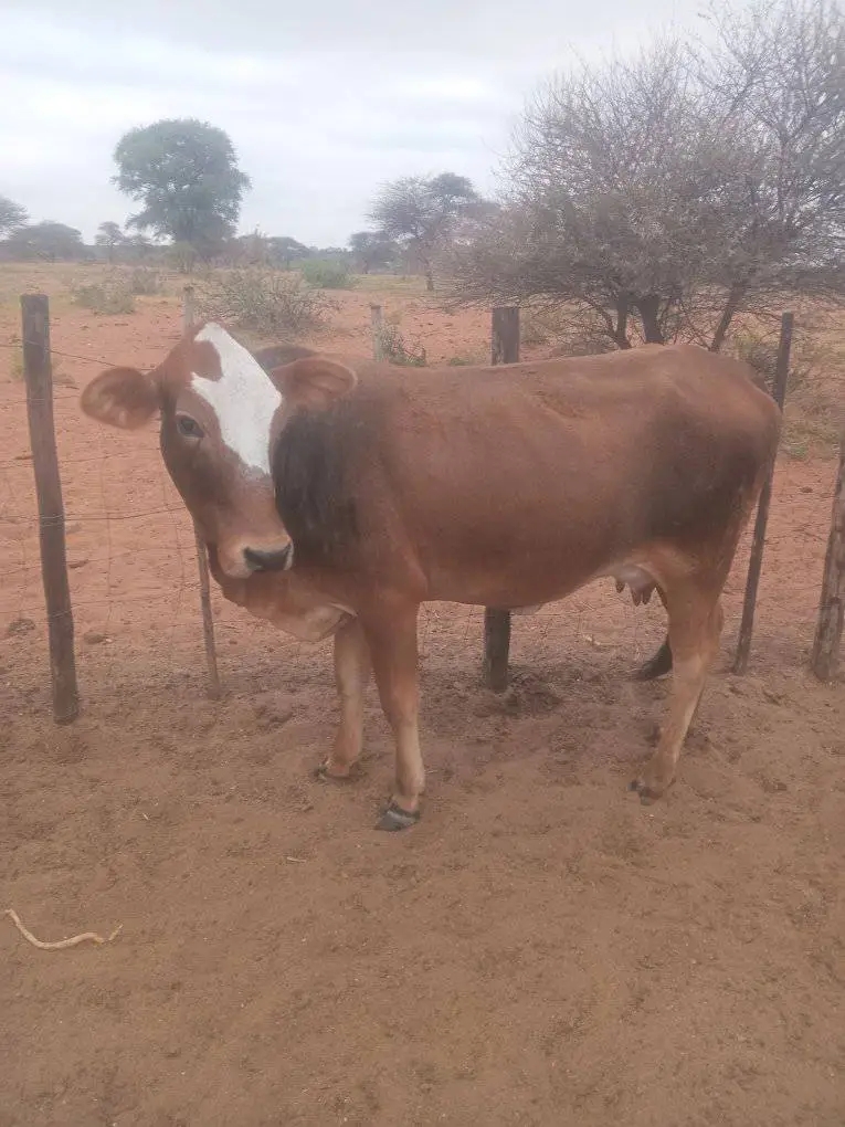 Cattle