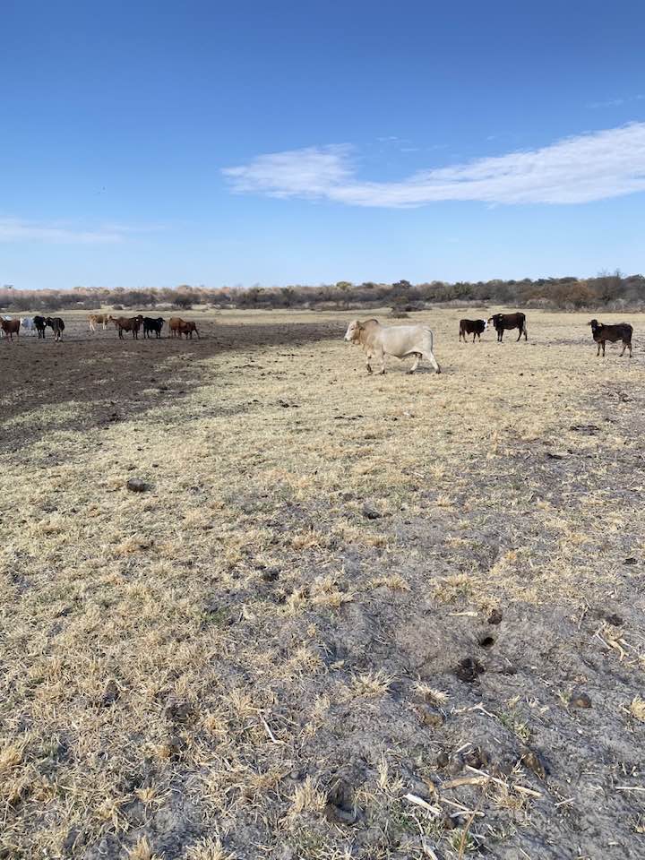 Cattle