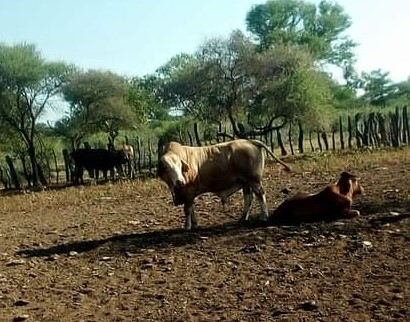 Cattle