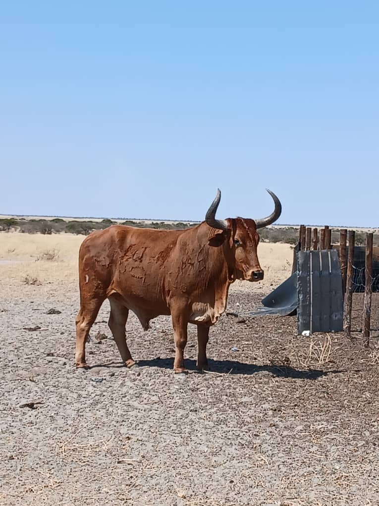 Cattle