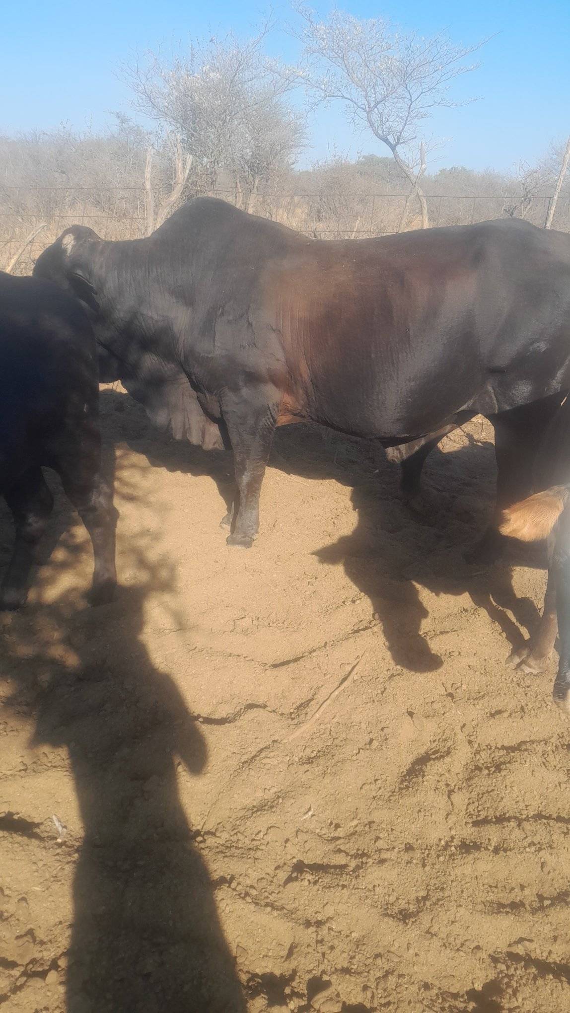 Cattle