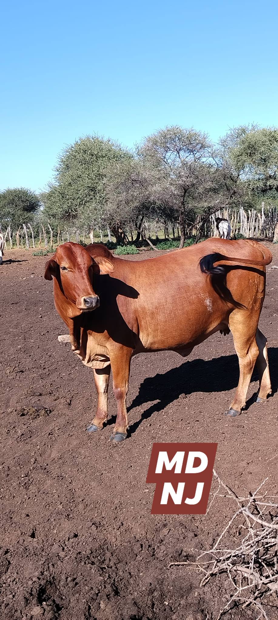 Cattle