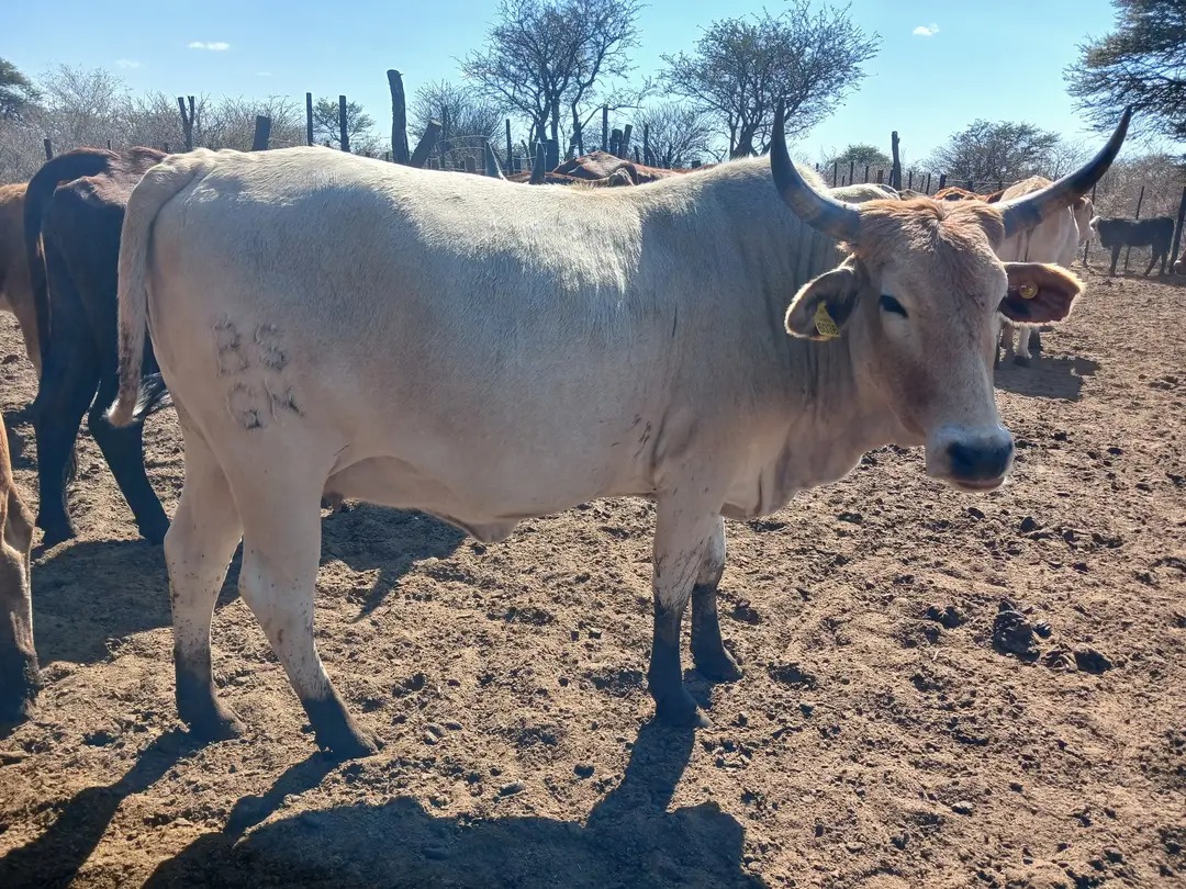 Cattle