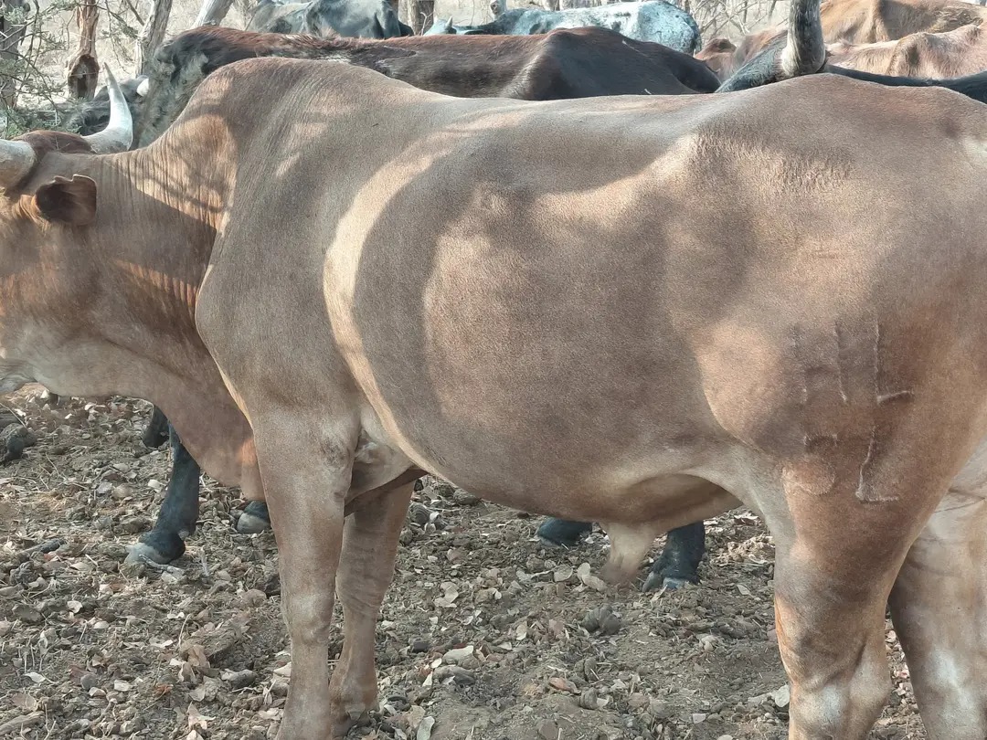 Cattle