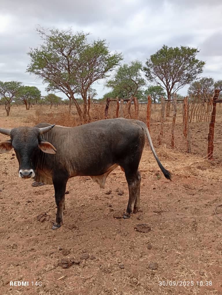 Cattle