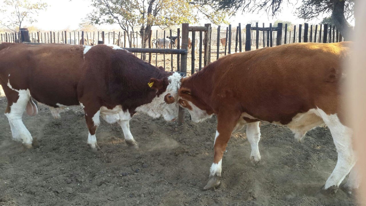 MORIRI 2 RANCH