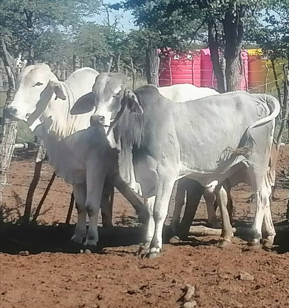 Seokane Cattlepost
