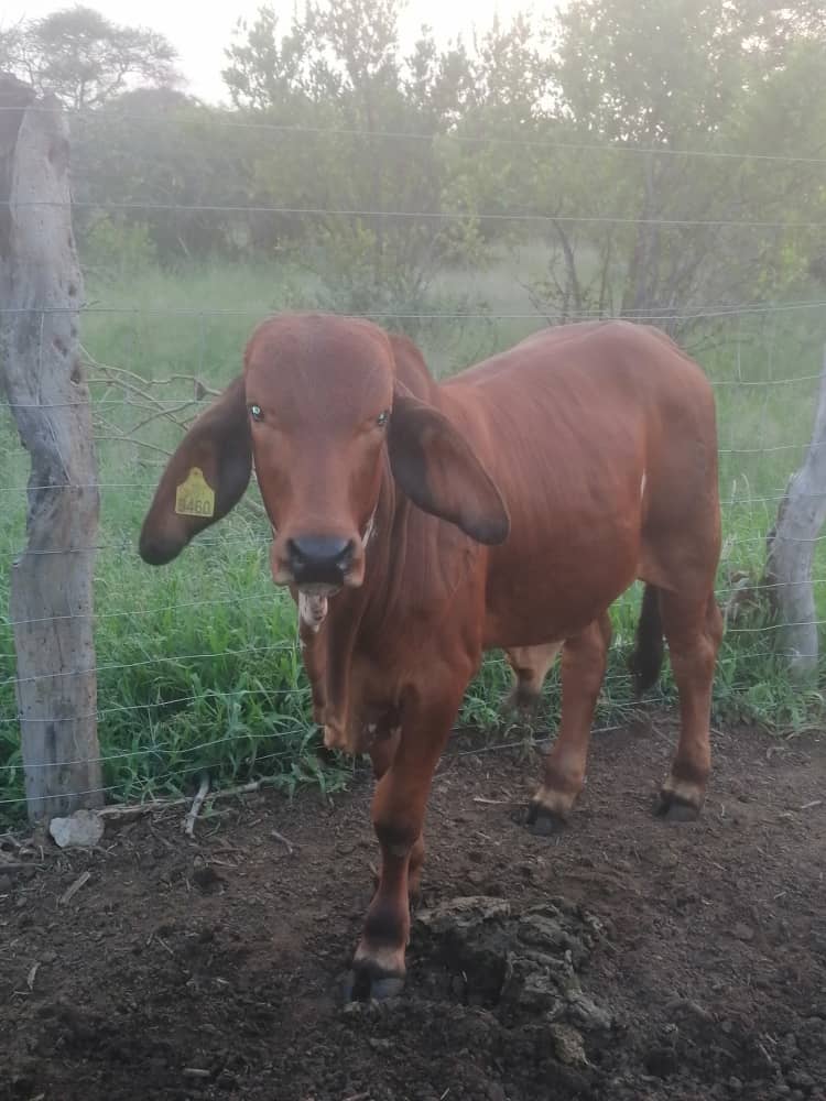 Red Brahman