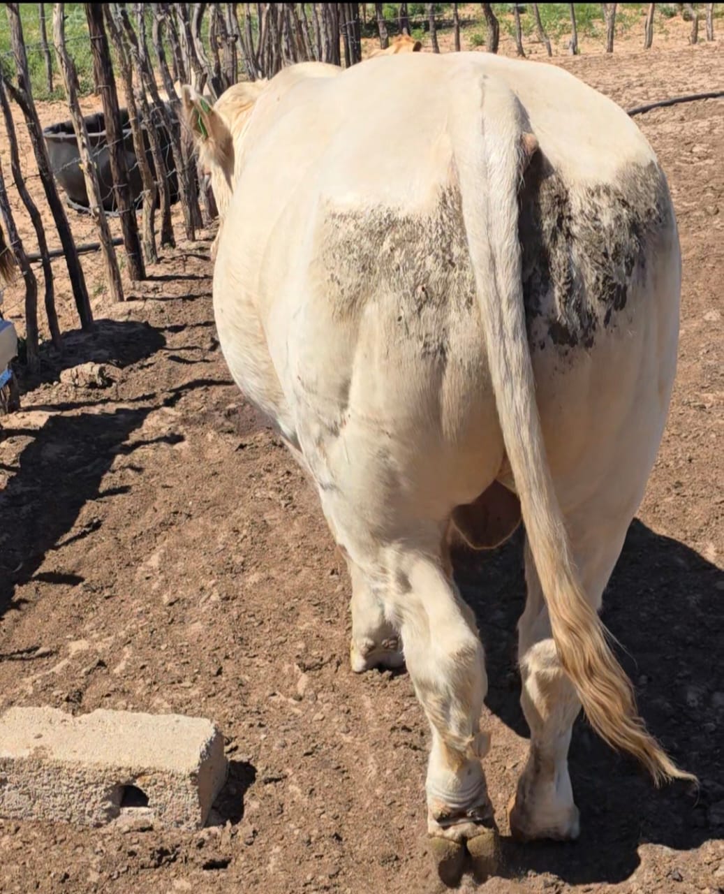 Charolais