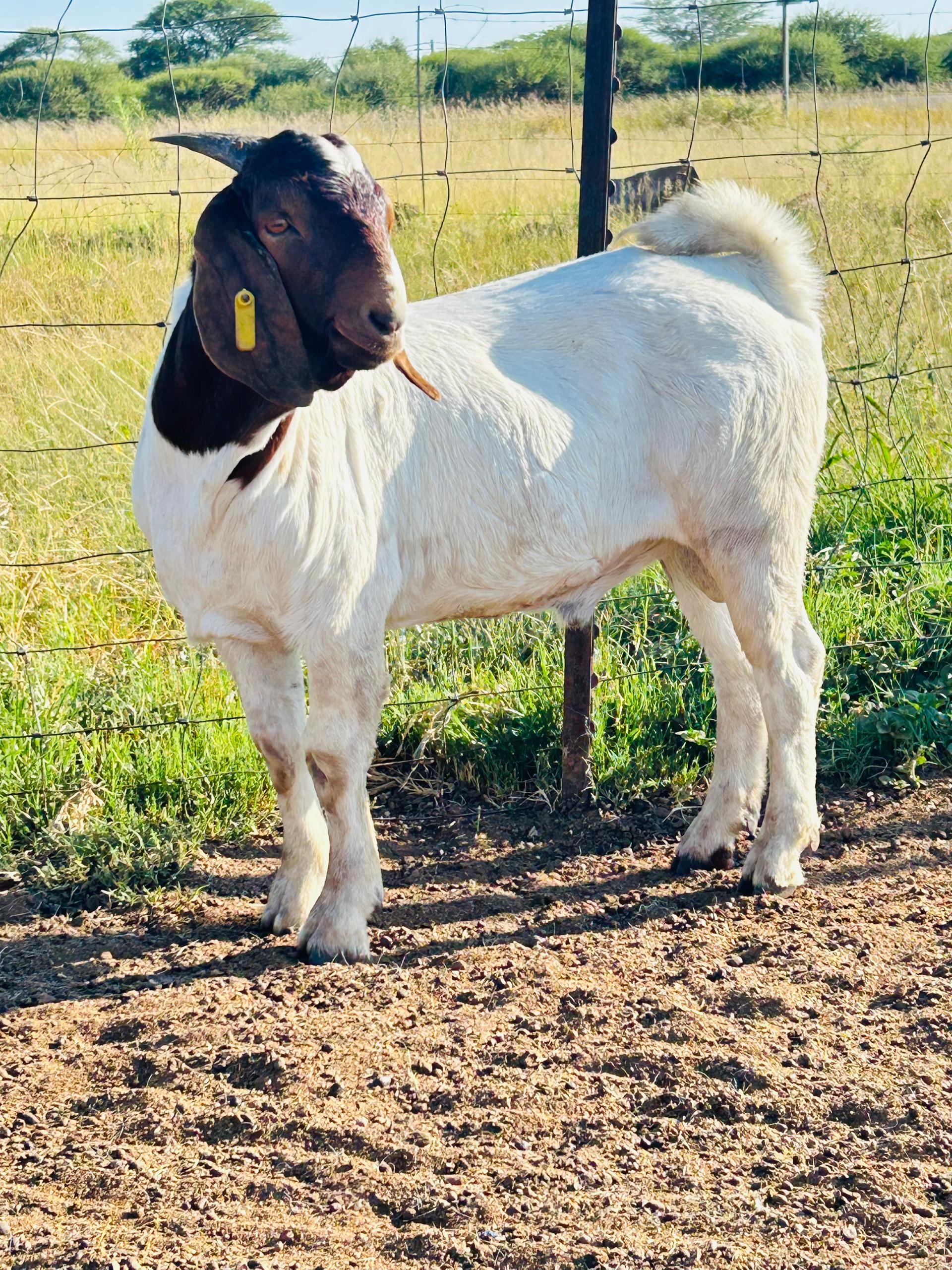 Boer Goat