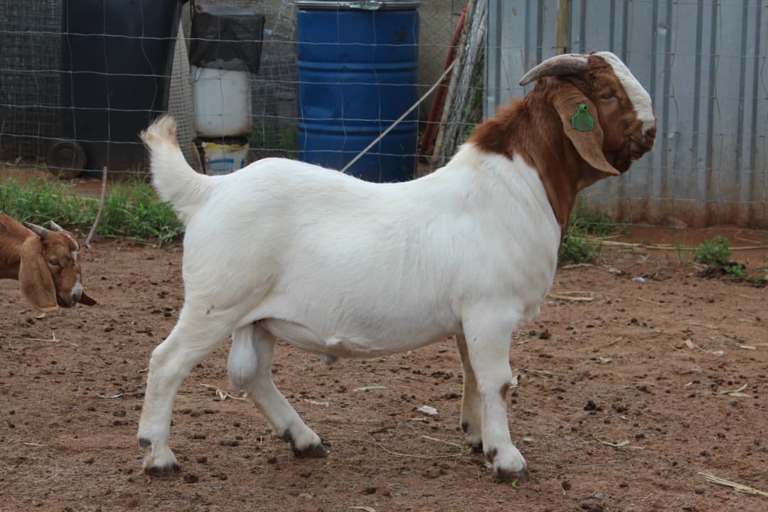 Boer Goat