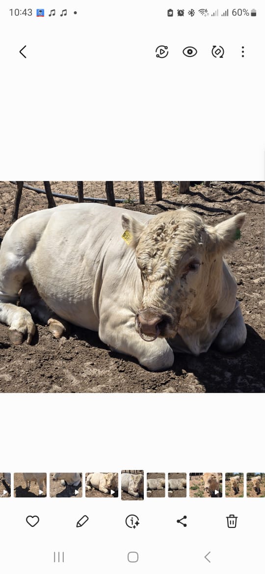 Charolais