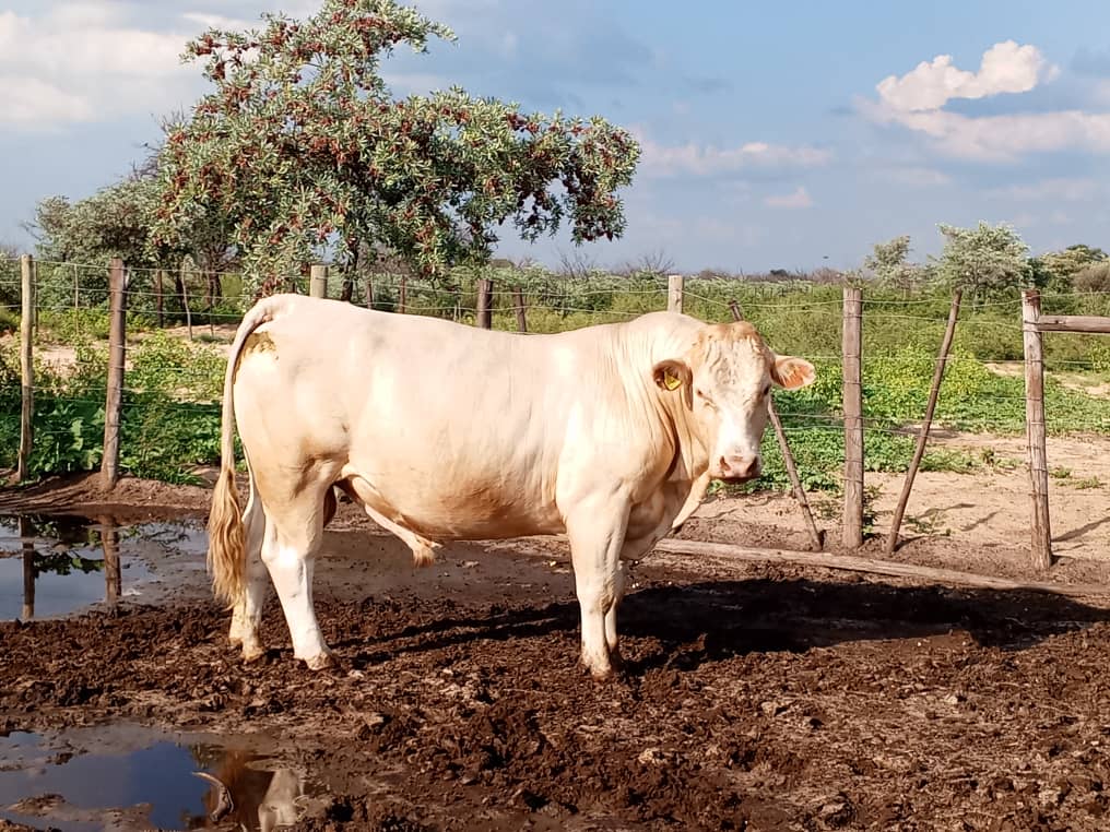 Charolais