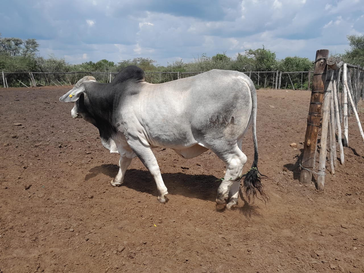 White Brahman