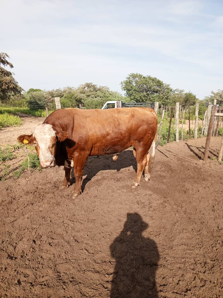 Simmental