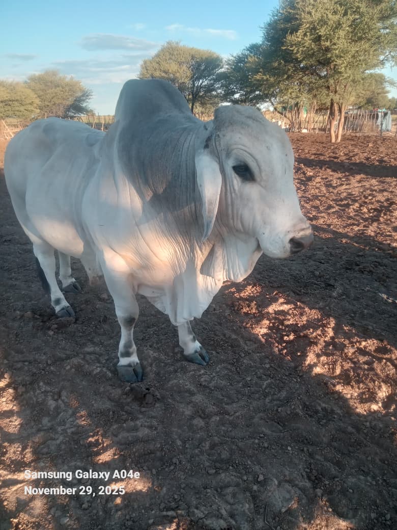 White Brahman
