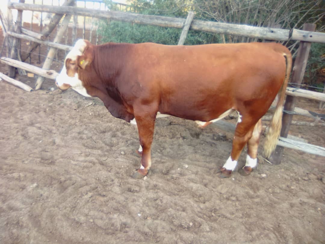 Simmental