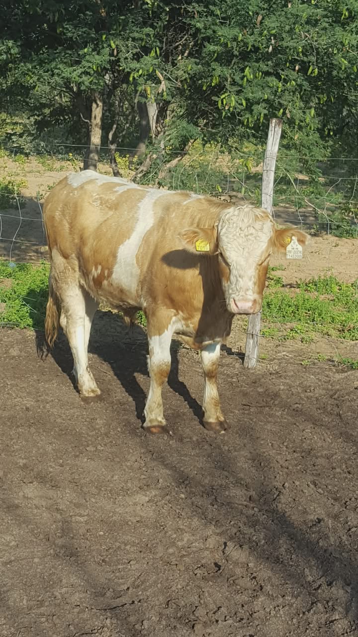 Simmental