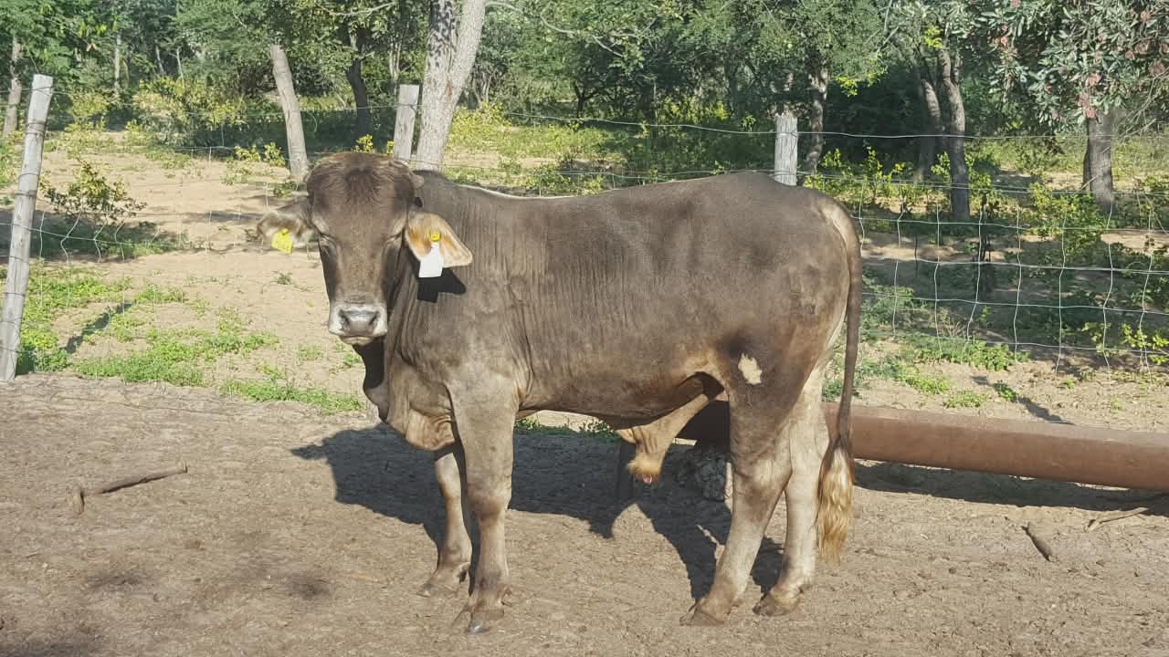 Simbra