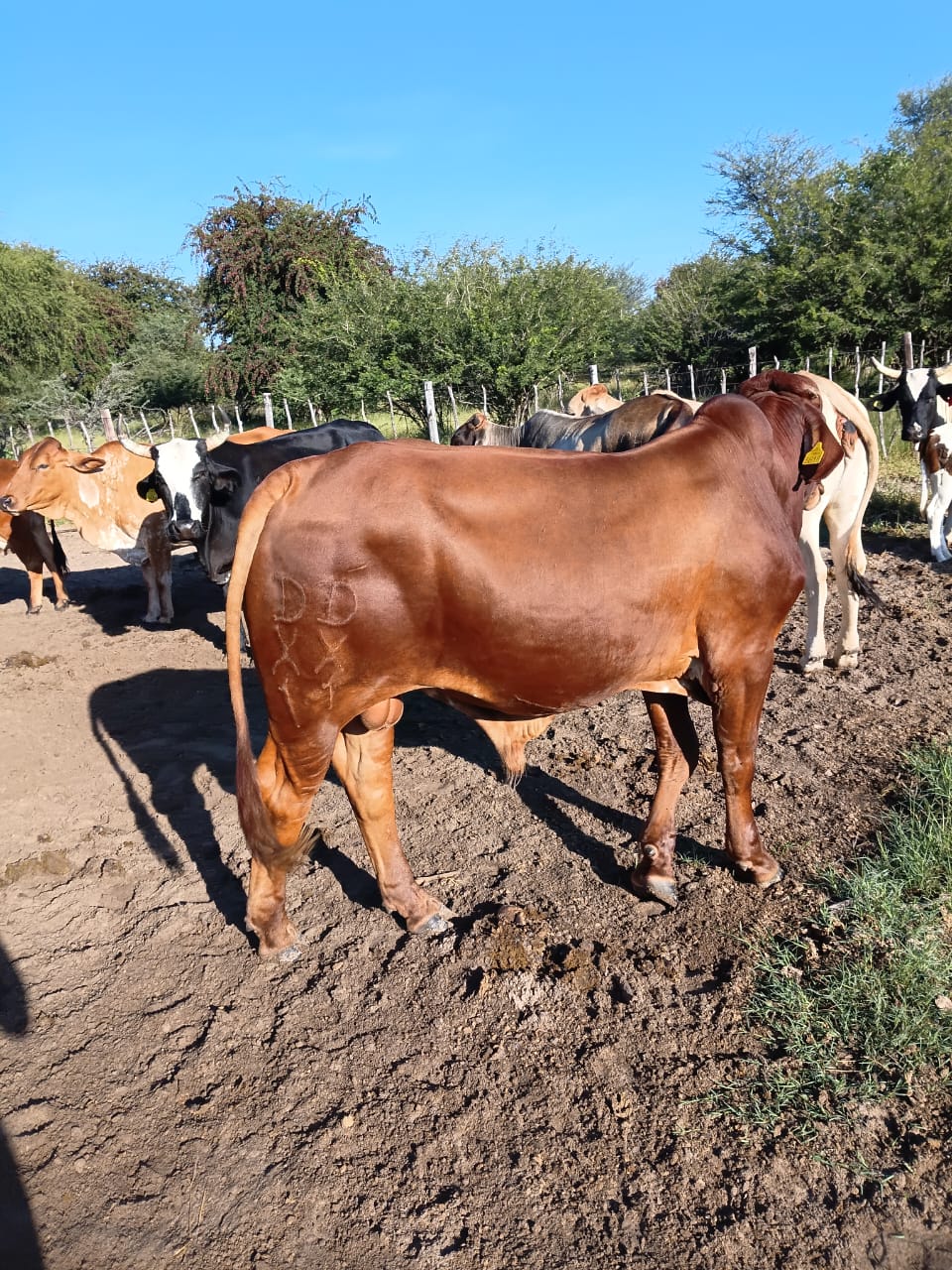 Red Brahman