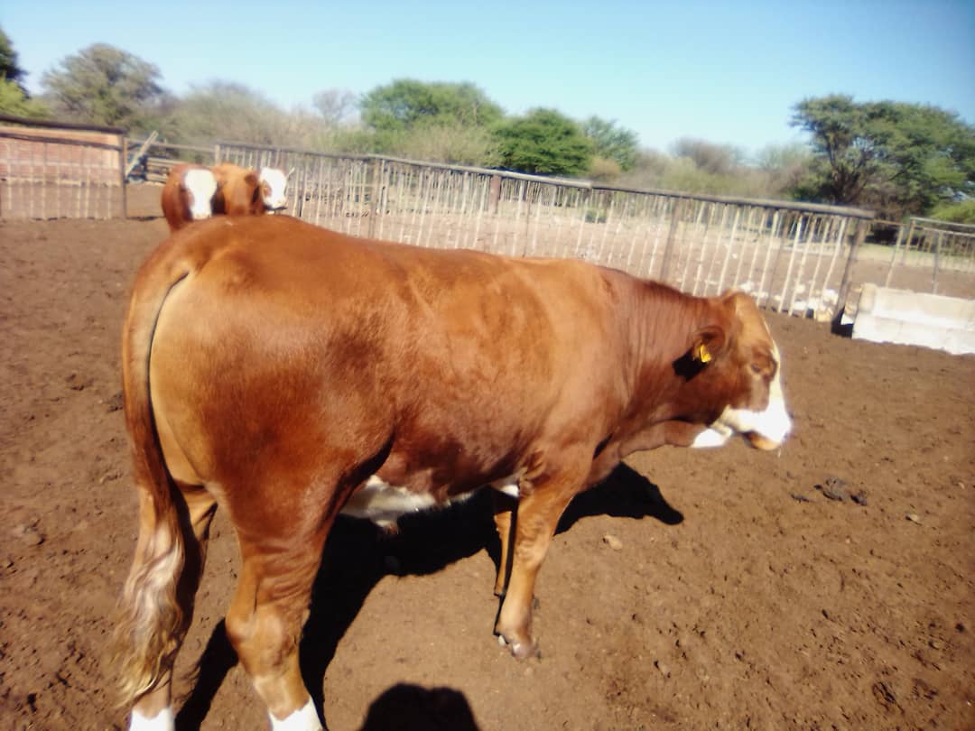 Simmental