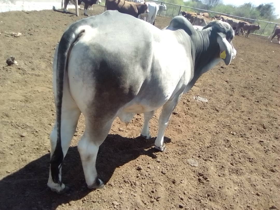 White Brahman