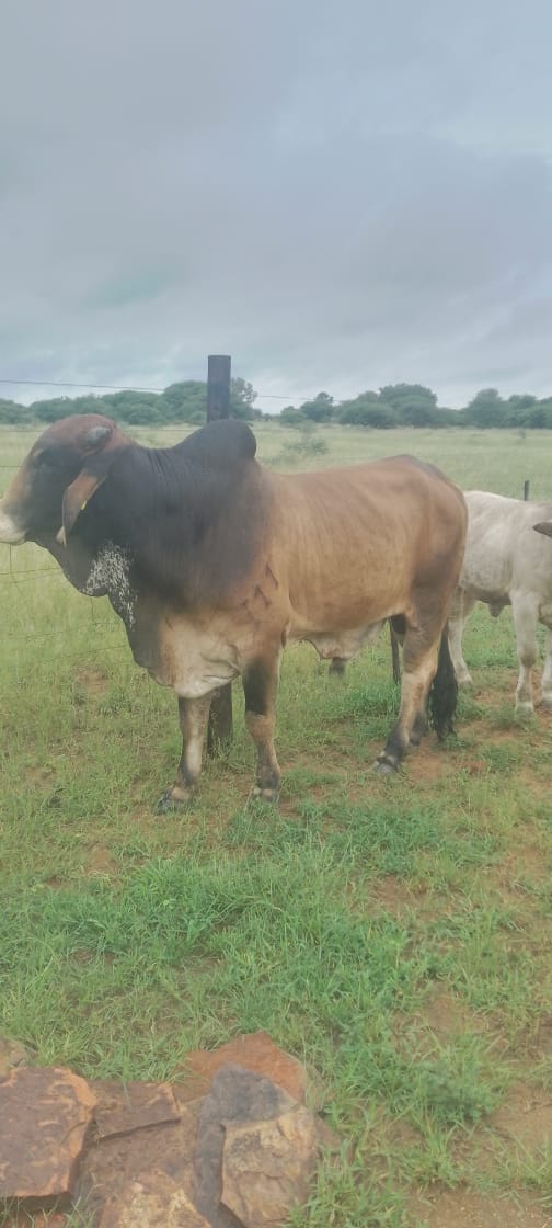 Red Brahman