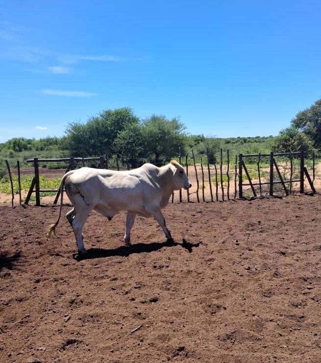 White Brahman