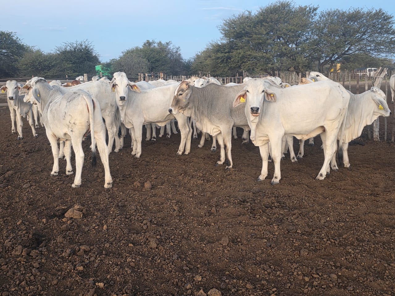 White Brahman