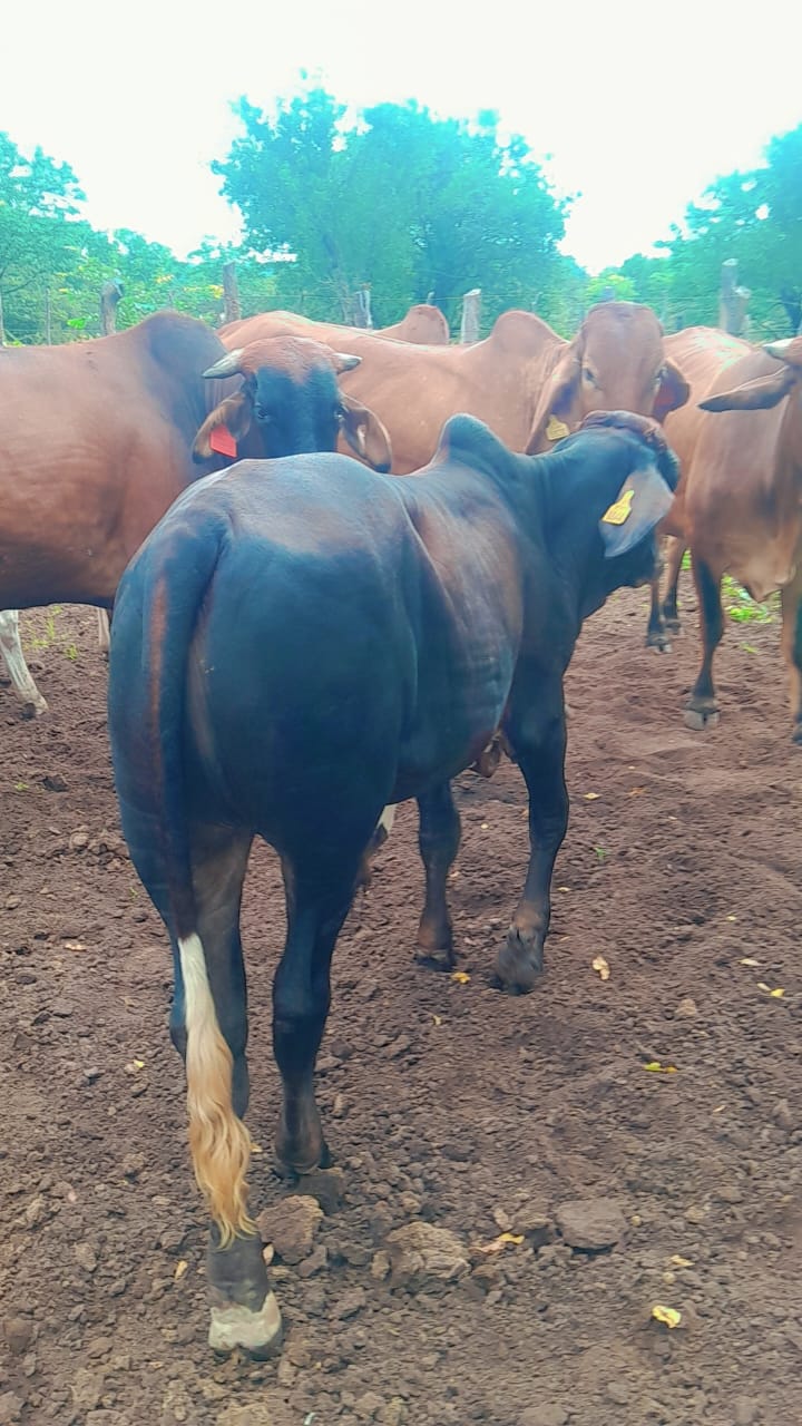Brahman