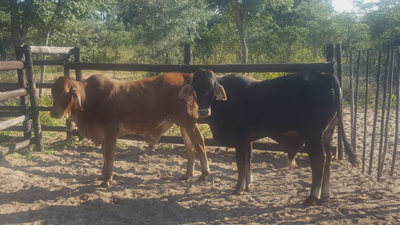 Brahman