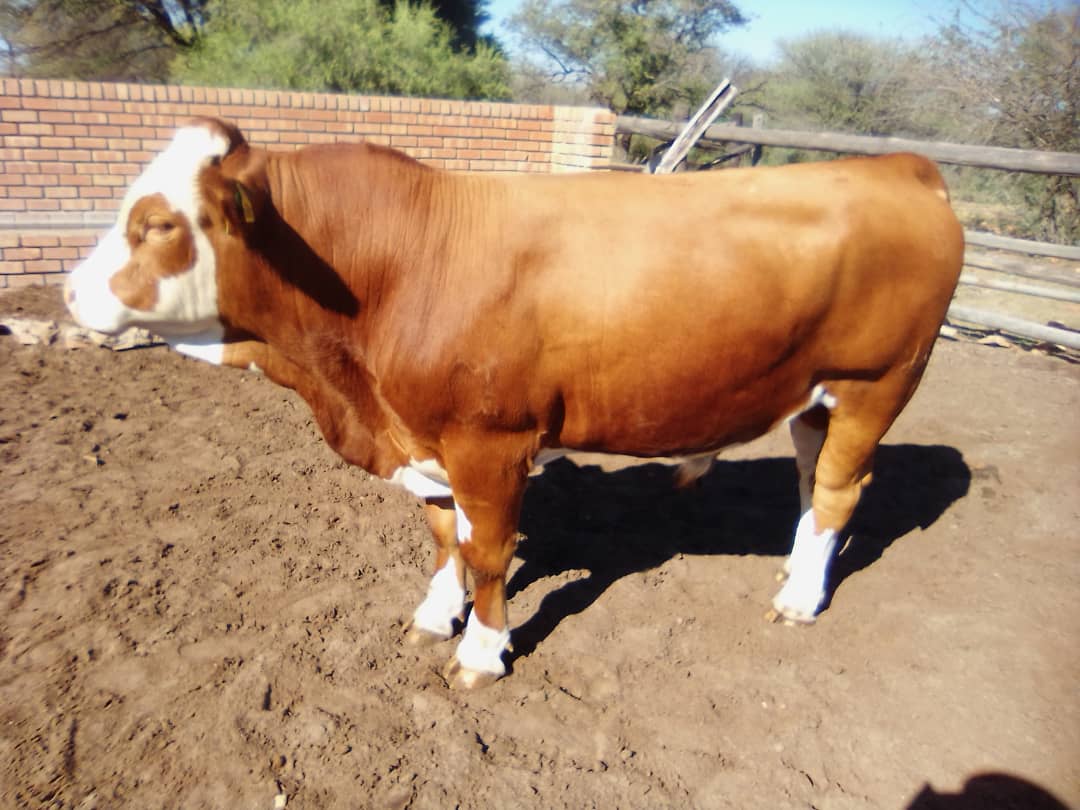 Simmental