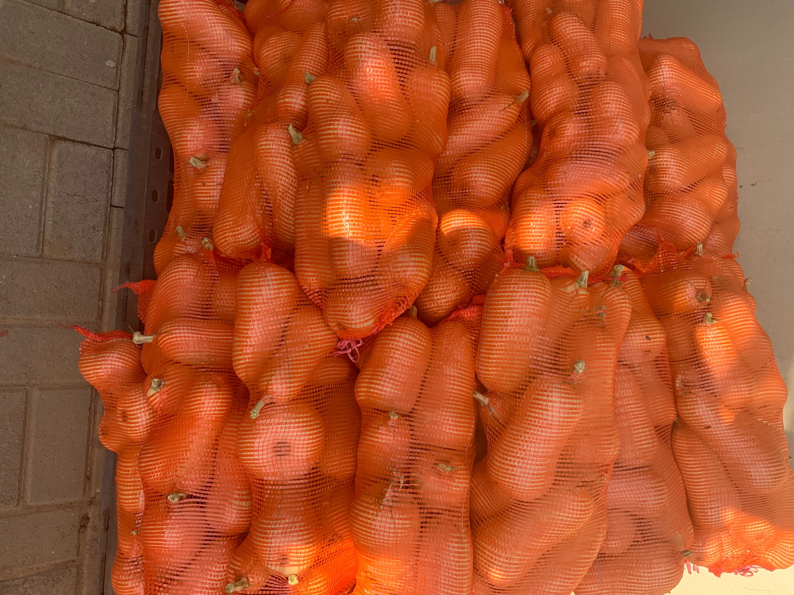 Waltham squash butternut, 7kg bag for P50