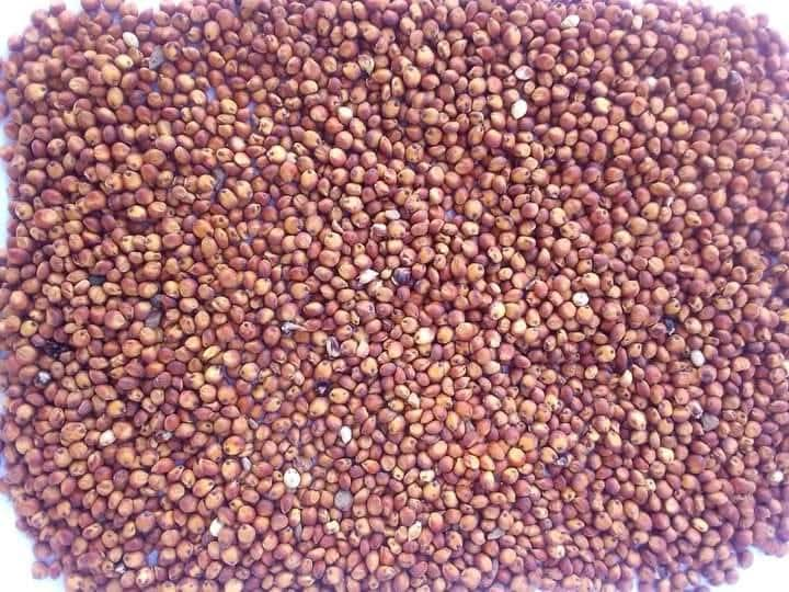 Red Sorghum