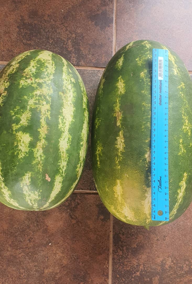 Sweet watermelon, from 30 to 60 pula