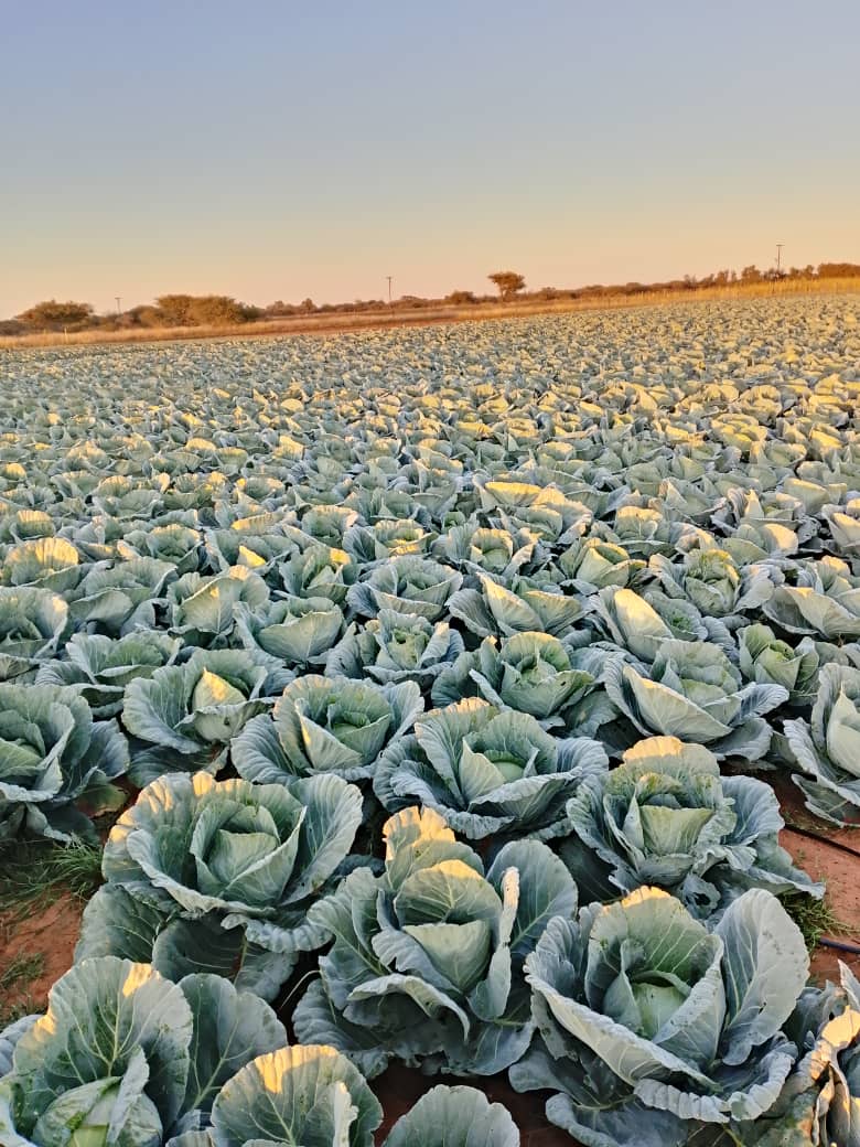 Fresh from farm cabbage