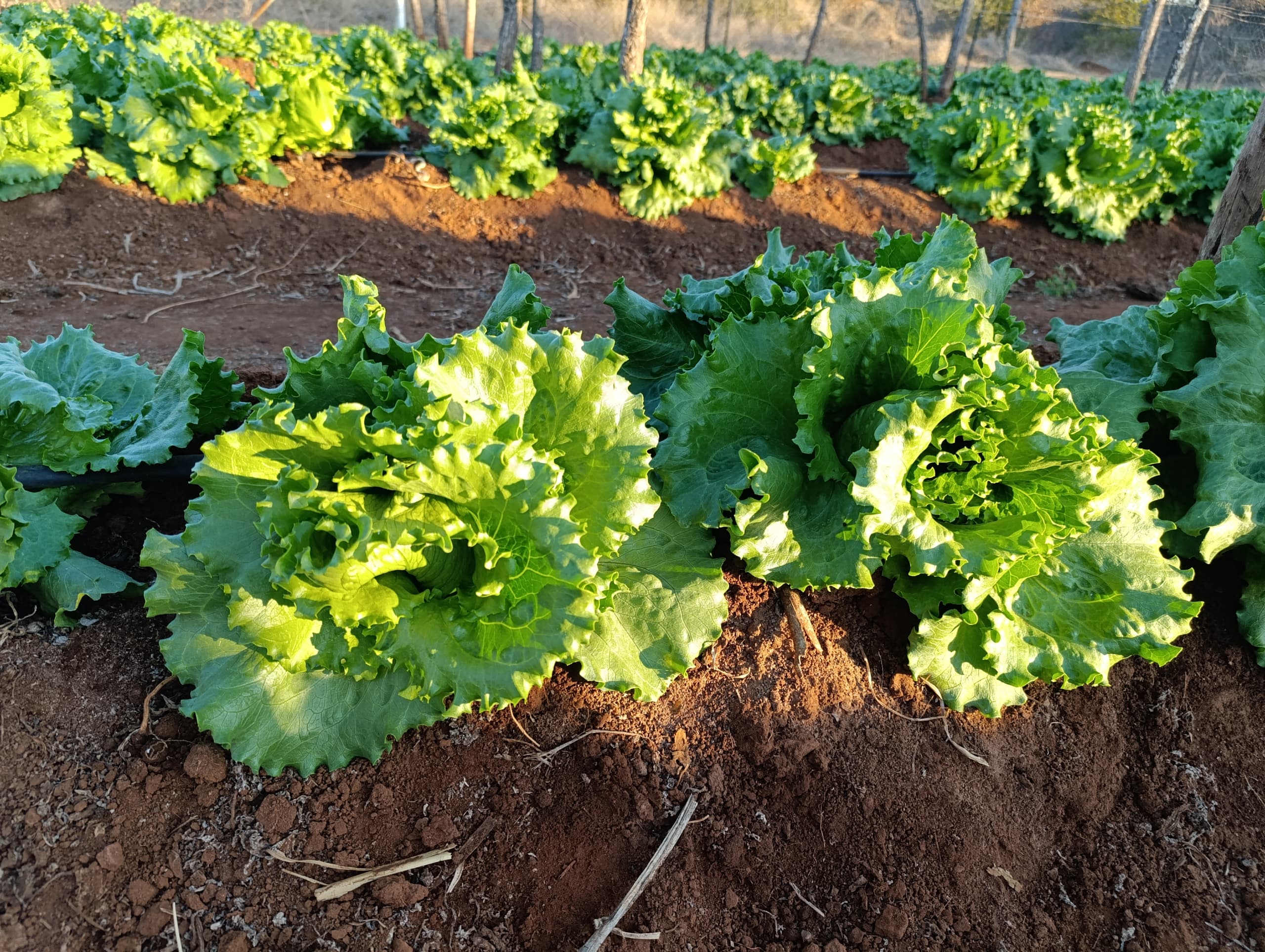 Lettuce 500g - 750g, P9