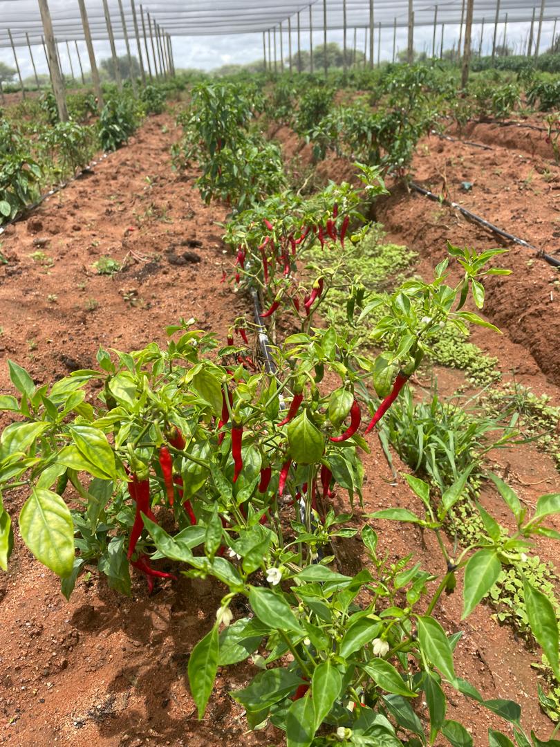 Chillies @P30 per kg