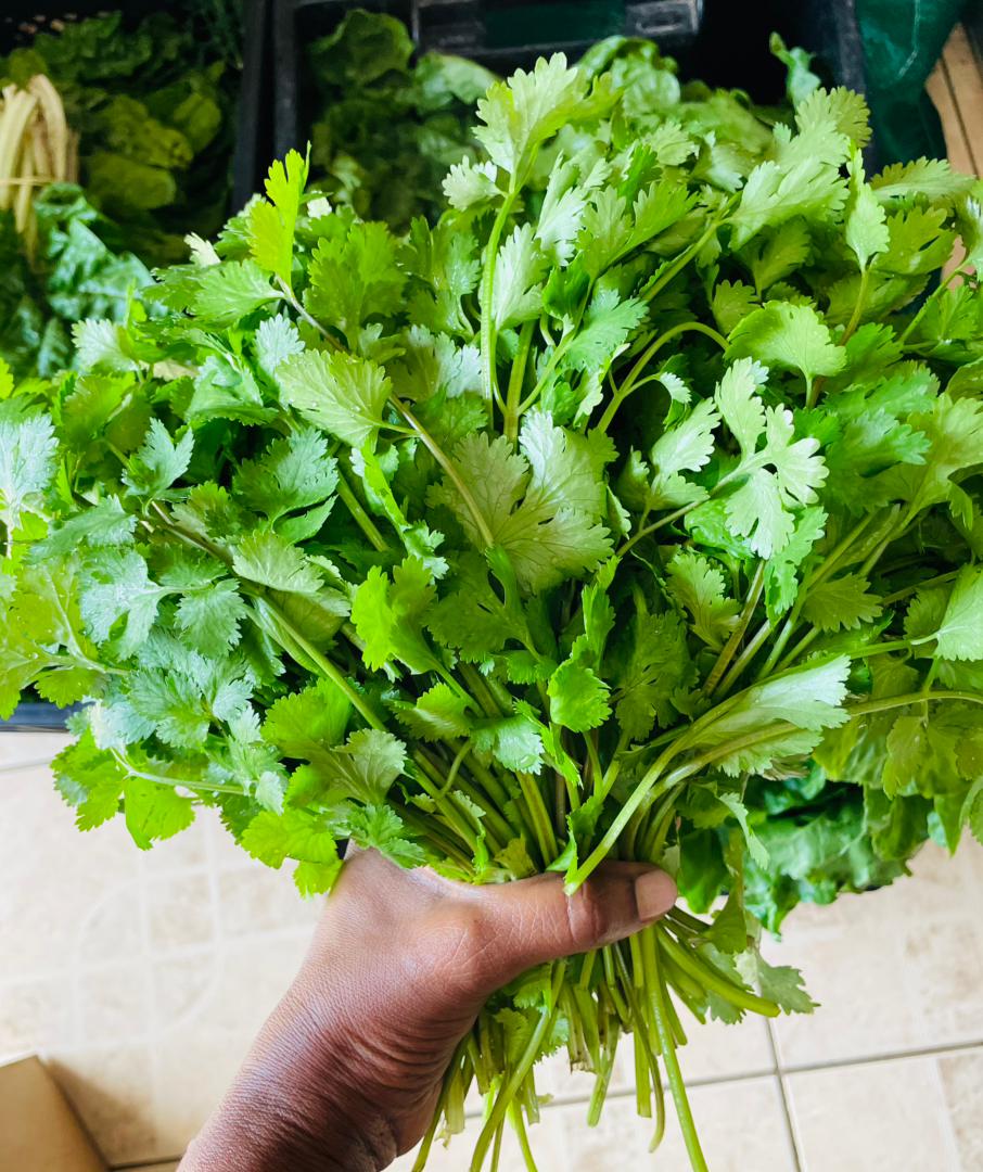 Coriander P10/30g punnet