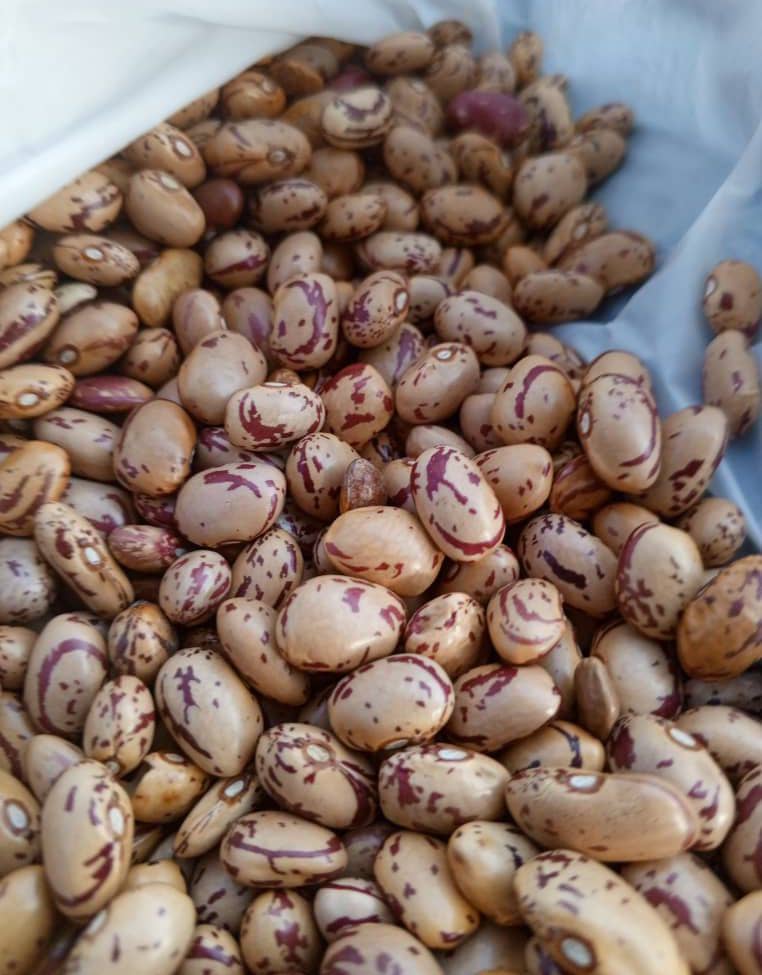 Sugar Beans