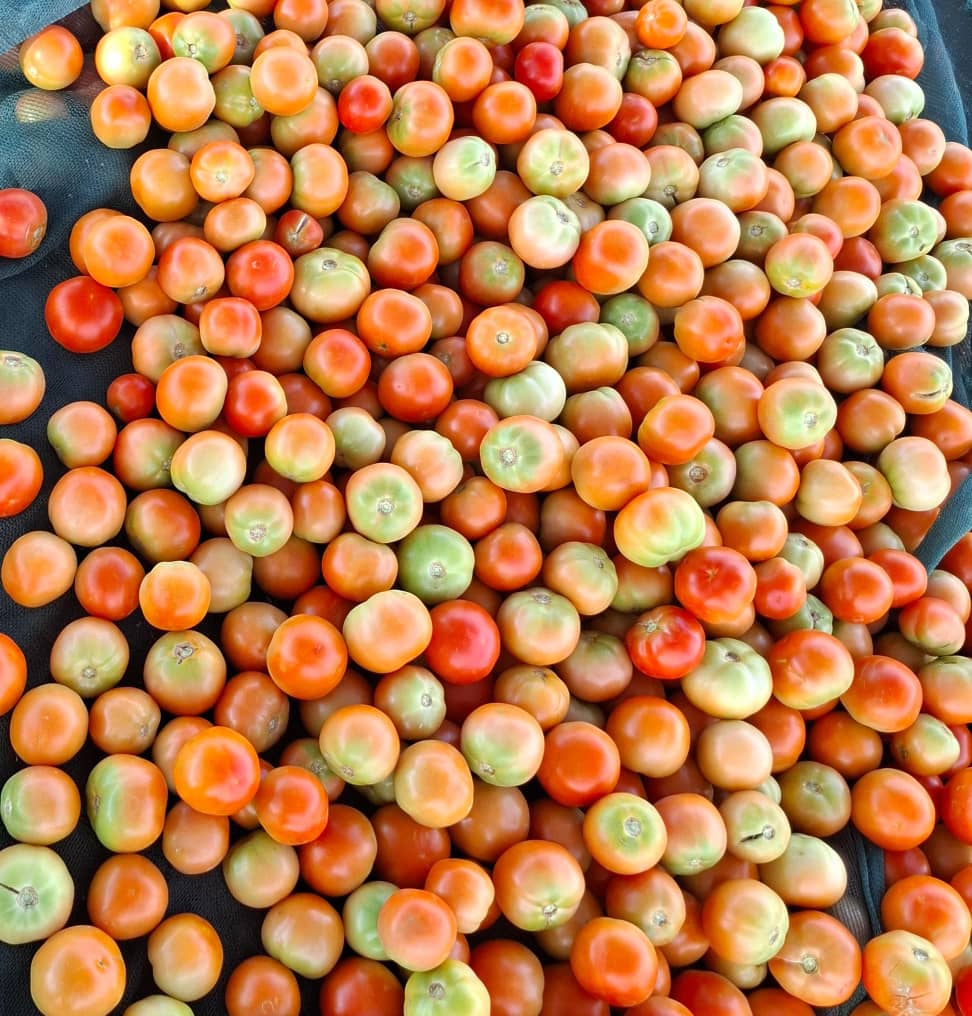 Tomatoes available, Breed F1 9037 @P16 per kg